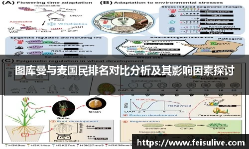 图库曼与麦国民排名对比分析及其影响因素探讨